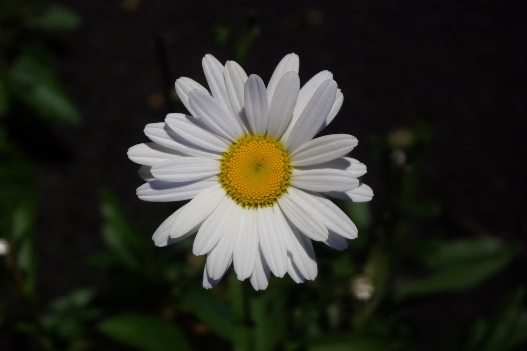 Campus Flora